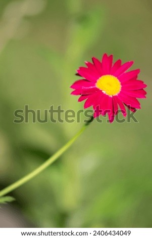close up of a brigh pink flower 