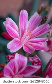 A close up of a bright Bitterroot flower on a blurred background