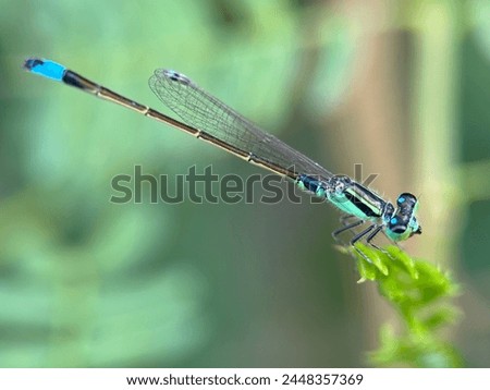 Close up of a bright blue damselfly perched on its long and small body
