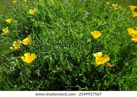 Similar – Foto Bild Wild wachsender Mohn auf einem Feld