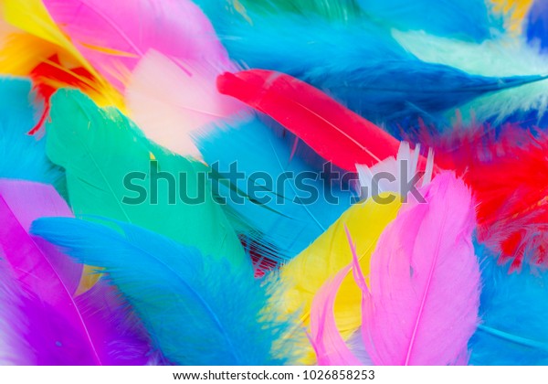Close up to bright colorful feathers background