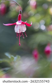 Cierre la flor fucsia