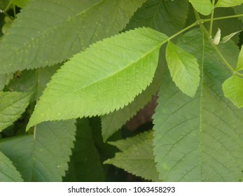 Close Up Of Bright Green Color Leaf Of Slippery Elm Tree