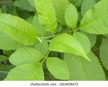 Close Up Of Bright Green Color Leaves Of Slippery Elm Tree