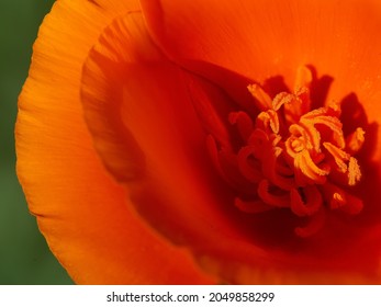 A close up of a bright orange Poppy, Eschsholzia californica Cham macro photography