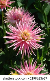 A close up of bright pink dahlia of the 'Park Princess' variety in the garden