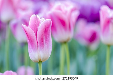 Close up of bright pink and white tulip flower stems with purple flowers in tulip field on flower bulb farm