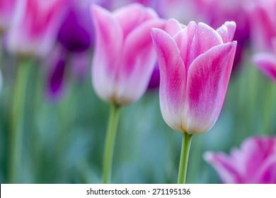 Close up of bright pink and white tulip flower stems with purple flowers in tulip field on flower bulb farm