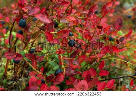 Close up of bright red blueberry (Vaccinium myrtillus) leaves and blueberries in autumn