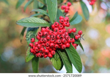Close up of bright red cotoneaster berries on a tree in autumn