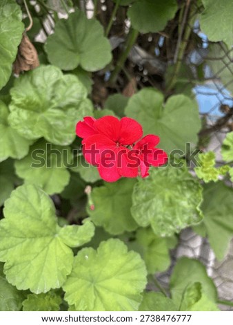 Close up of bright red geranium flower surrounded by green leaves. Natural garden scene with vivid color contrast and soft daylight creating a fresh botanical atmosphere.