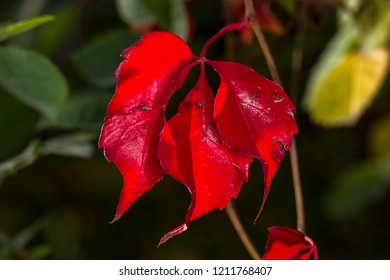 A Close Up Of Bright Red Leaves At Manito Park In Spokane, Washington.