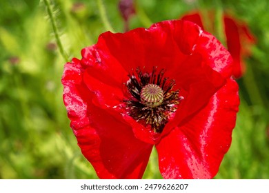 Close up bright red poppy. Isolated blurred background bokeh. Flower floral bloom blooming flowering. Single one. Symbol of support for veterans. Peace. Remembrance Day. Death, loss in war.  - Powered by Shutterstock