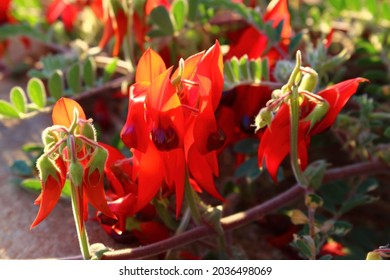Close up of bright red sunlit Sturt's Desert Pea flowers and buds