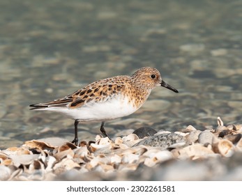 A close up of a bright summer plumage Sanderling at the water's edge