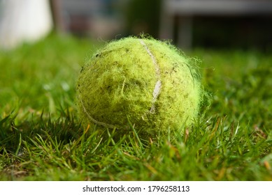 Close Up Of Bright Used, Dirty Dog Yellow/green Tennis Ball Showing Fibre Strand Details On Green Garden Grass With Blurred Background Of Garden And White House On Bright Sunny Summer Day