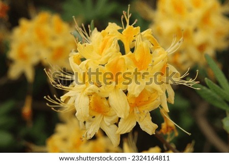 Close up of bright yellow azalea or rhododendron luteum flowers in sun