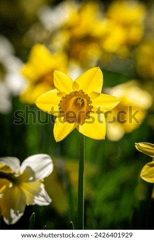 A close up of a bright yellow daffodil in the spring sunshine, with a shallow depth of field