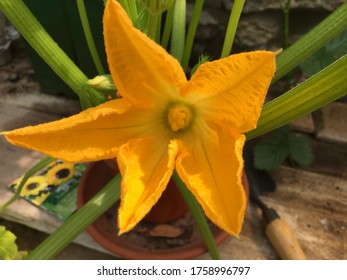 Close Up Of A Bright Yellow Flower Of A Pumpkin Plant On A Wood Work Bench. Sunflower Seed Packet And Garden Trowel In The Background.