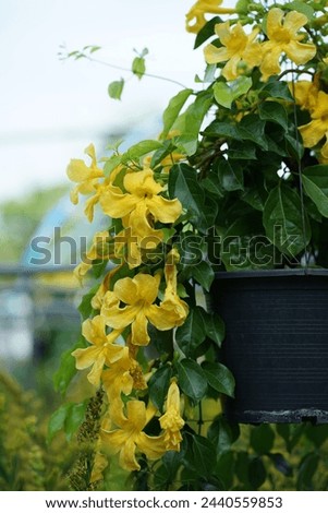 Close up bright yellow flowers of Cat’s claw vine, Dolichandra unguis-cati, and green leaves hanging from pot on garden background, nature summer flower pictures                               
