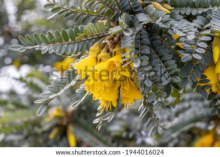 Close up bright yellow Sophora Sun King in spring with nice background