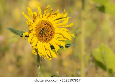 Close up of bright yellow sunflower Helianthus annuus with bee hover fly insect pollinator yellow green leaves and stems - Powered by Shutterstock