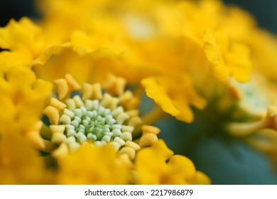 Close Up Of Bright Yellow Verbena Plant