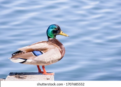 Close up of brightly colored male mallard duck (Anas platyrhynchos) standing on a concrete platform on the shoreline of a pond, Sunnyvale, San Francisco bay area, California - Powered by Shutterstock