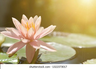 Close up bright,soft and selective focus image of single pink lotus in a pond with sunlight and space for add text for illustration buddhism concept. 