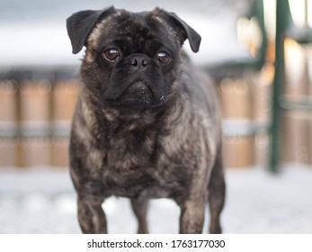 Close Up Brindle Pug During Winter