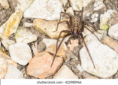 Close Up Of British House Spider (Tegenaria Duellica) . Macro Taken Outdoors On Stones