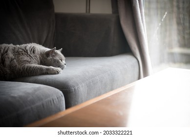 Close Up Of A British Short Hair Cat Lying On A Gray Couch Next To A Coffee Table Looking Out The Patio Doors As The Light Comes In A House In Edinburgh, Scotland, UK