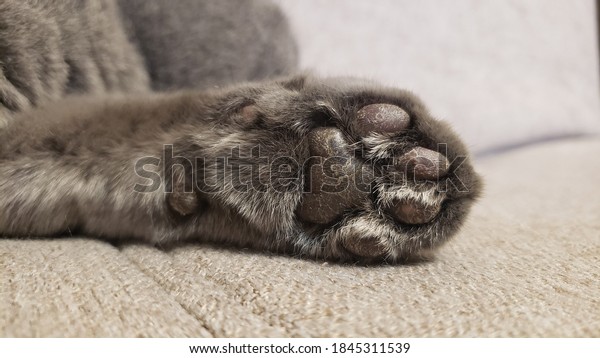 Close up of a British Shorthair cat\'s paw on\
the edge of a sofa. Damaged car paw. Animals health care concept.\
Blurred background.