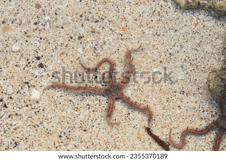 close up Brittle stars, serpent stars, or ophiuroids are echinoderms