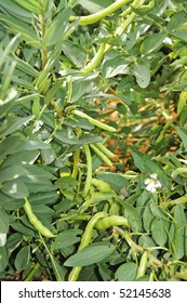 Close Up Of A Broad Bean Plant With The Fruit