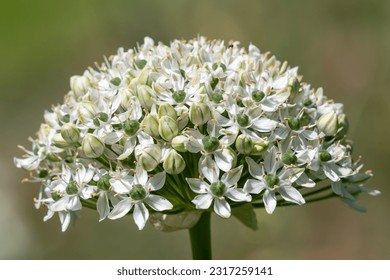 Close up of a broadleaf garlic (allium nigrum) flower in bloom - Powered by Shutterstock