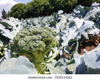 A Close Up Broccoli In Farm