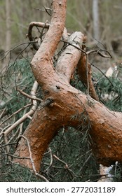 Close up of a broken pine tree branch with textured orange bark and green needles