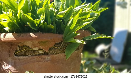 Close Up Of A Broken Pot With A Crack With Roots Visible In A Lush Garden