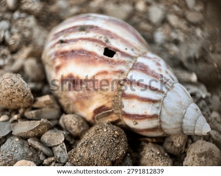 Close Up of Broken Snail Shell on Riverbank Sand and Stones. Macro close-up photograph of a broken snail shell lying on sand and small stones along a riverbank. The image highlights natural decay, texture details, and elements of a river ecosystem in an outdoor environment.