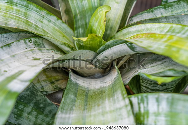 Close up of Bromeliaceae urn plant stem,\
tropical nature background. Stock\
photo.