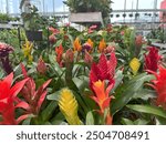 Close up Bromeliad plants houseplant in pot in an indoor flower shop