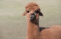 Close Up Of A Brown Alpaca Looking At The Camera In Amazement. You Can See The Animal's Head And Neck. The Background Is Green, With Space For Text.
