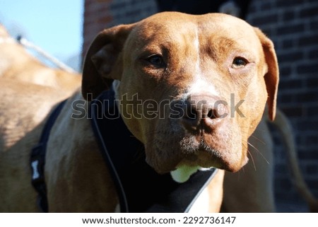 Close of Brown American Bully Dog in a Park 