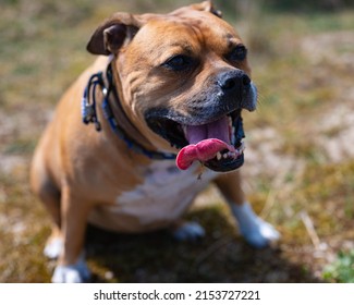 Close Up Of A Brown American Stafford Bull Terrier Dog With White Spots And A Blue Collar That Is Sitting Down To Rest And Looks Happy With His Tongue Out During A Walk In The Dunes