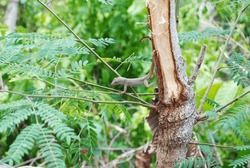 Close Up Of A Brown Anole Lizard Scaling Tree Branches