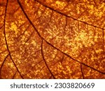 close up brown autumn leaf texture, leaf of Gold leaf Bauhinia ( Bauhinia auriefolia K. S.S. Larson )