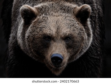 a close up of a brown bear (Grizzly) - Powered by Shutterstock