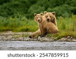 Close up of Brown Bear With his Cub	