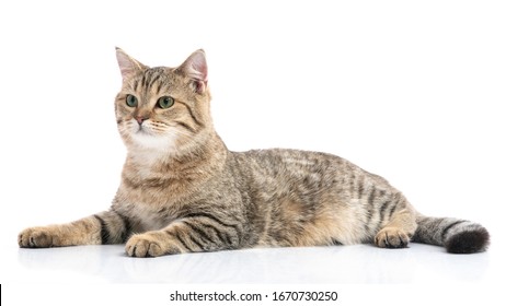 Close up of Brown British cat lying on white background isolated